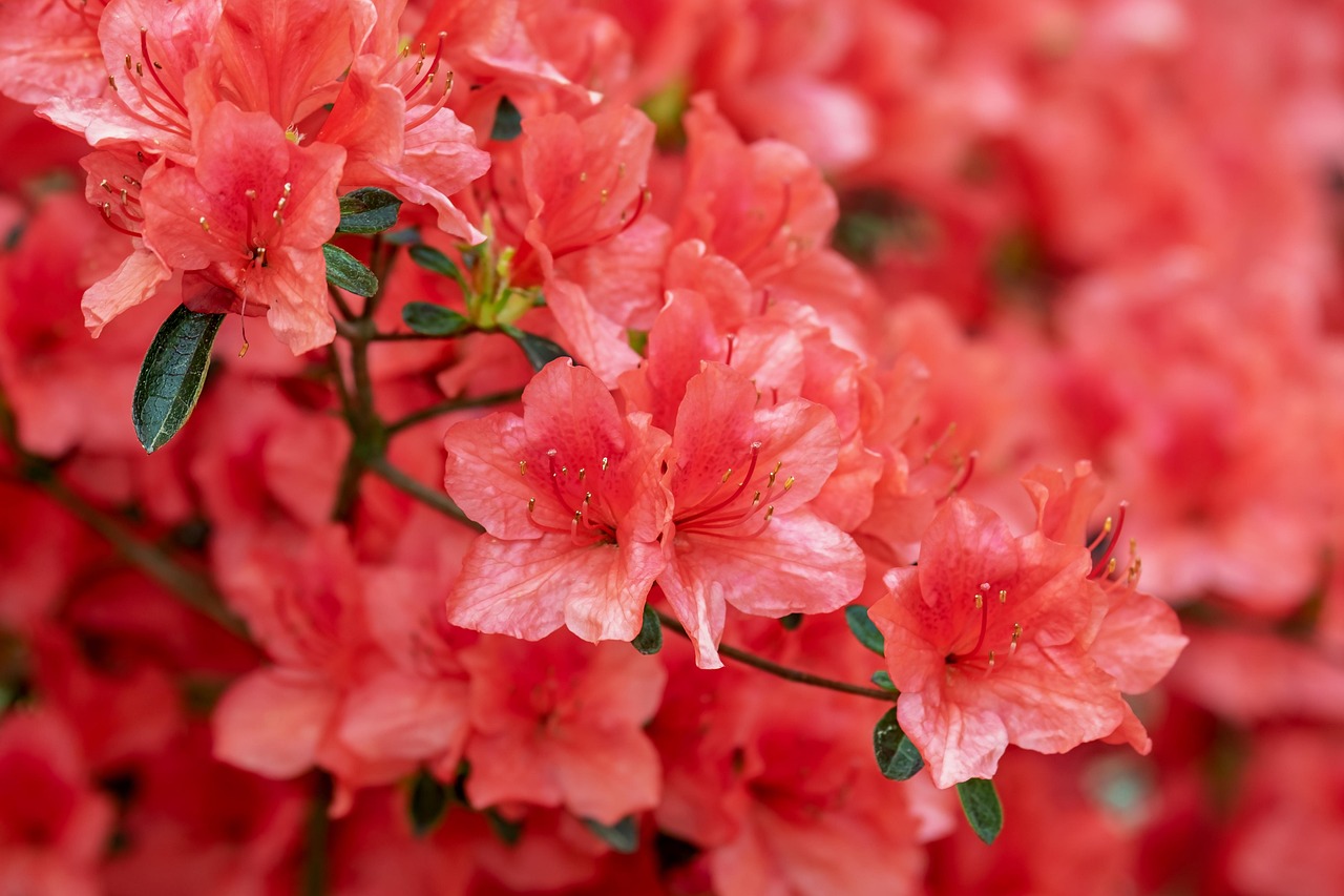 Vrolijke voorjaarsbloemen op duurzame basis. Vrolijke voorjaarsbloemen op duurzame basis.
